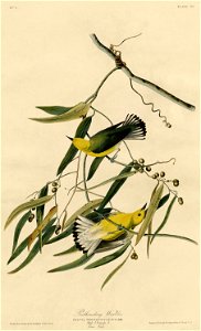 Prothonotary Warbler (Audubon)