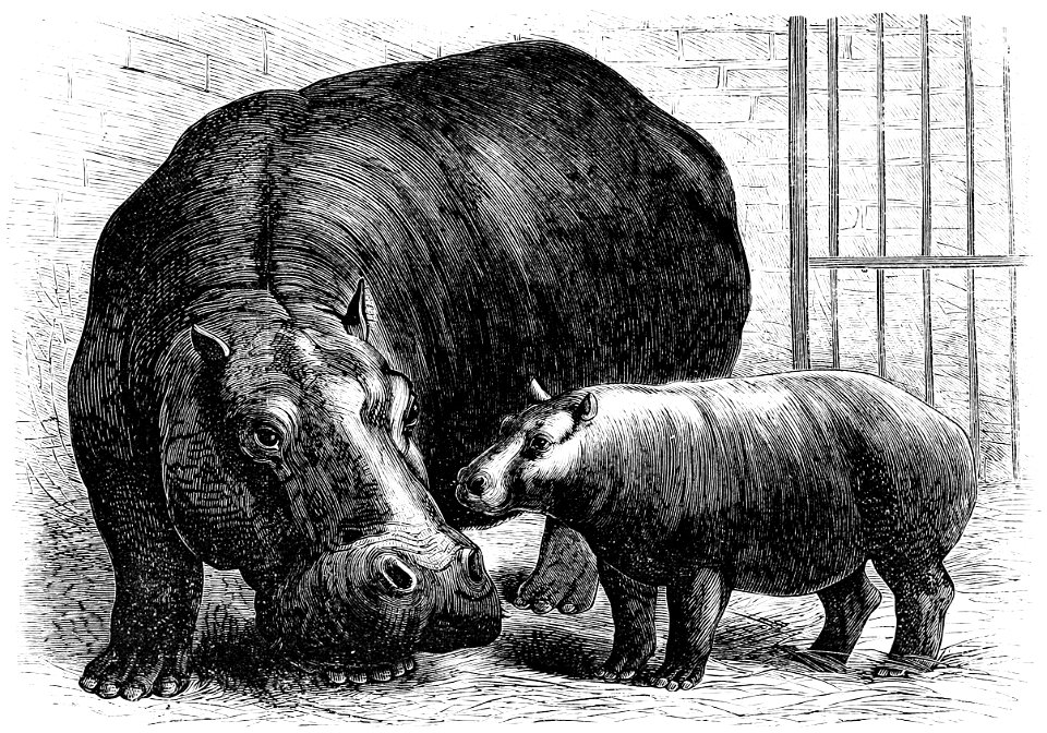 PSM V03 D096 Hippo mother and baby