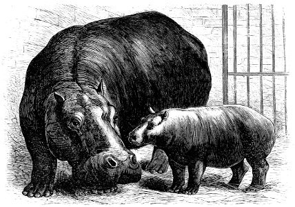 PSM V03 D096 Hippo mother and baby