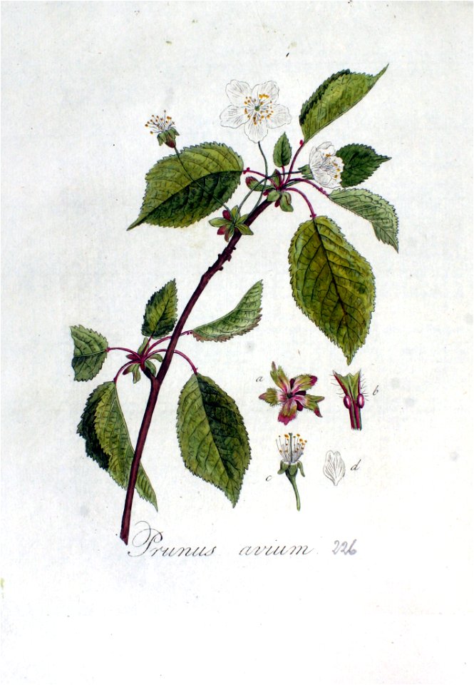 Prunus avium — Flora Batava — Volume v3