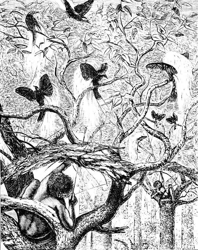 PSM V05 D578 Natives of arroo shooting the great bird of paradise