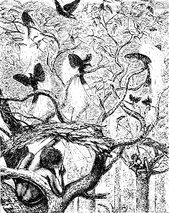 PSM V05 D578 Natives of arroo shooting the great bird of paradise