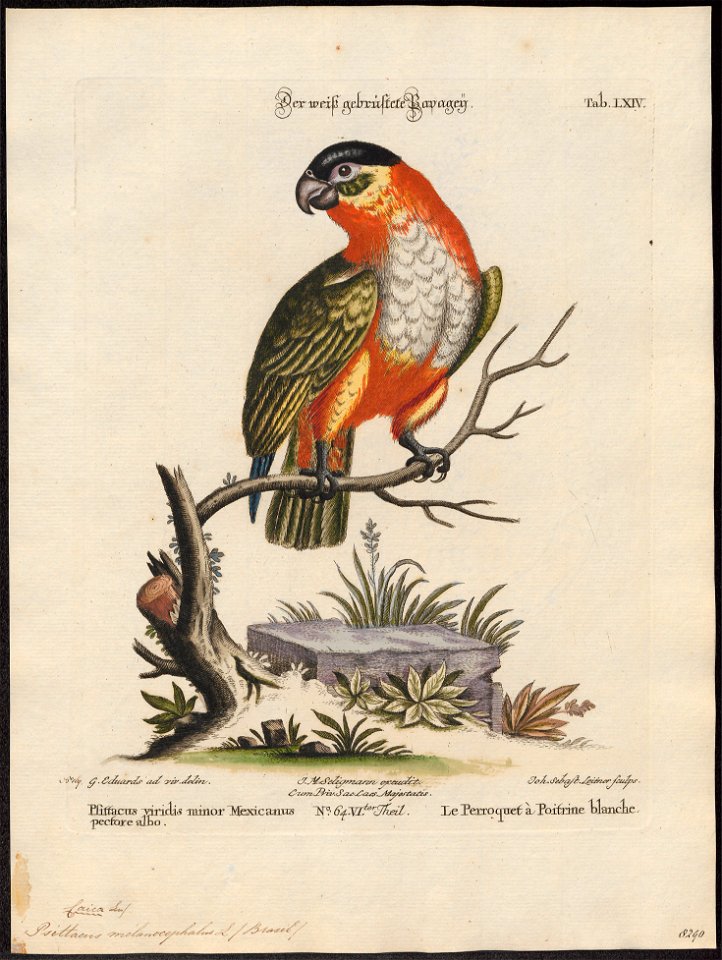 Psittacus melanocephalus - 1700-1880 - Print - Iconographia Zoologica - Special Collections University of Amsterdam - UBA01 IZ18600075