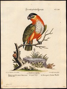 Psittacus melanocephalus - 1700-1880 - Print - Iconographia Zoologica - Special Collections University of Amsterdam - UBA01 IZ18600075