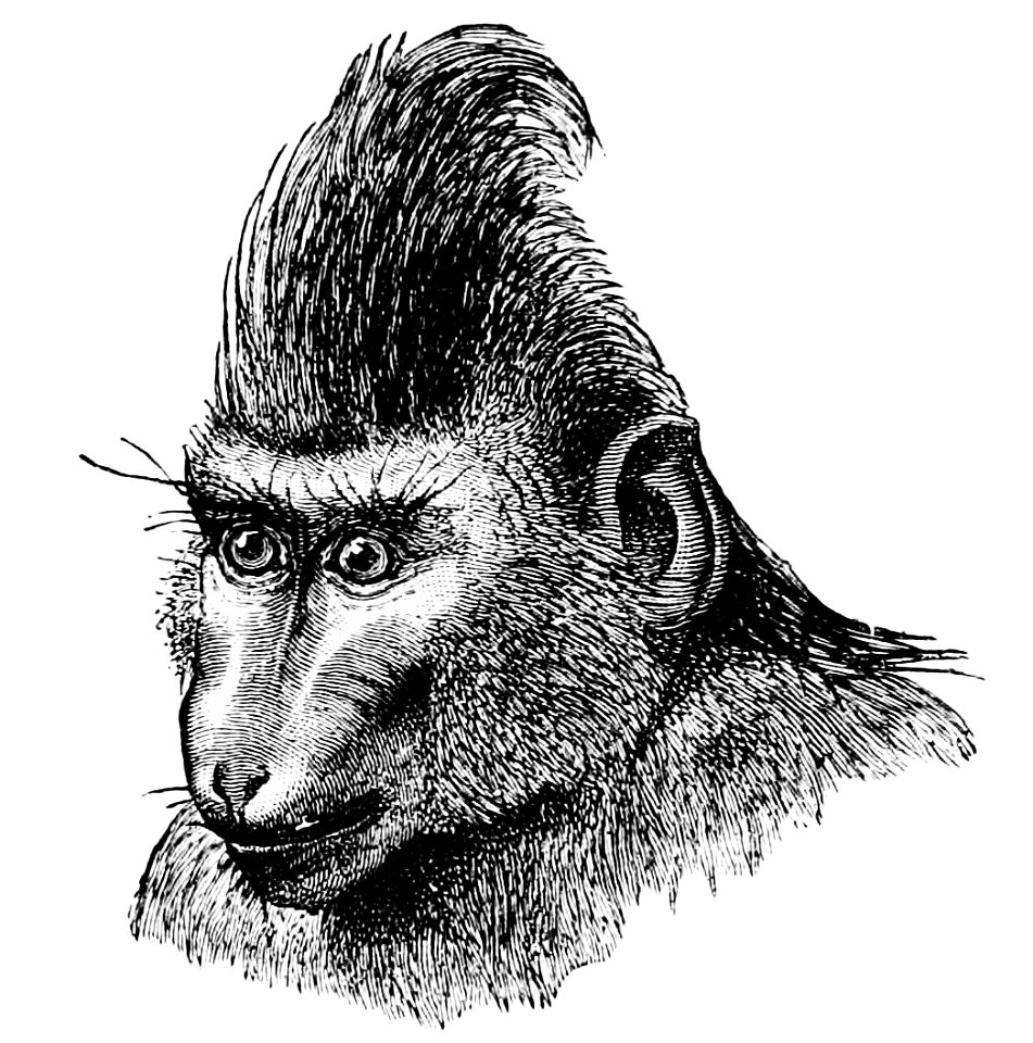 PSM V02 D464 Placid celebes macaque