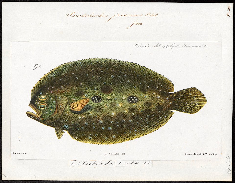 Pseudorhombus javanicus - 1866-1872 - Print - Iconographia Zoologica - Special Collections University of Amsterdam - UBA01 IZ14000167