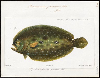Pseudorhombus javanicus - 1866-1872 - Print - Iconographia Zoologica - Special Collections University of Amsterdam - UBA01 IZ14000167