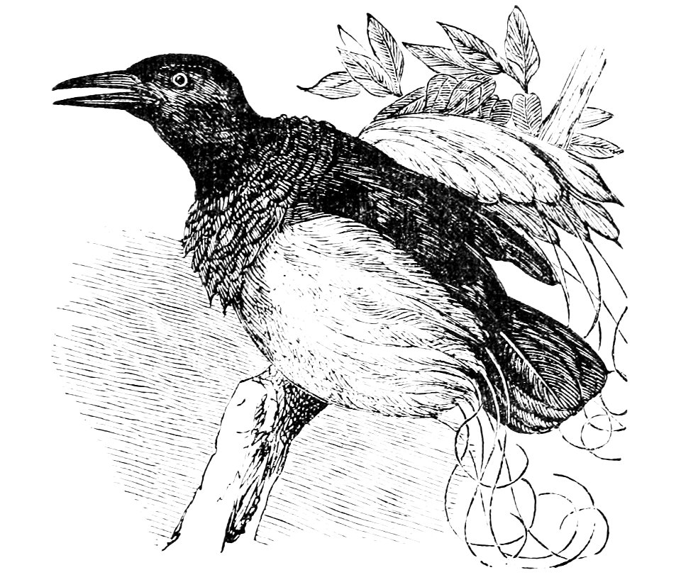 PSM V05 D585 Twelve wired paradise bird