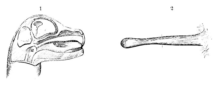 PSM V08 D429 Dissected head of young kangaroo