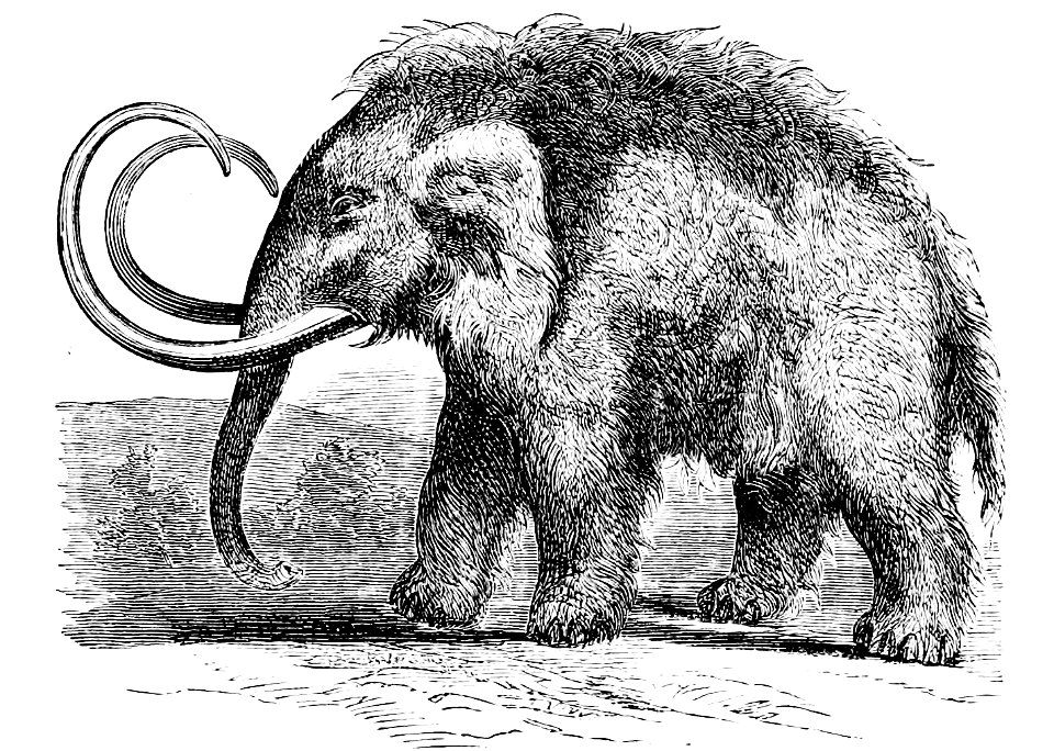 PSM V01 D219 Mammoth