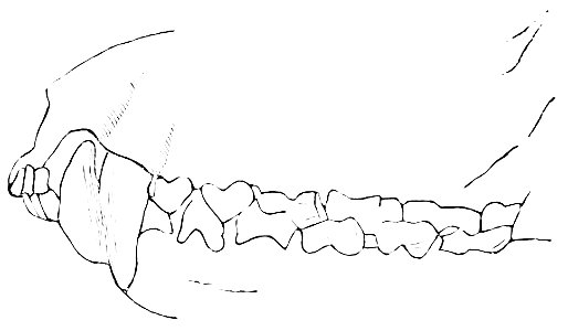 PSM V08 D438 Teeth of the dasyurus