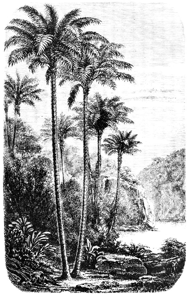 PSM V03 D335 Palm trees