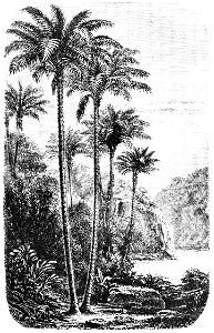 PSM V03 D335 Palm trees