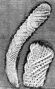 PSM V03 D551 Venus flower basket