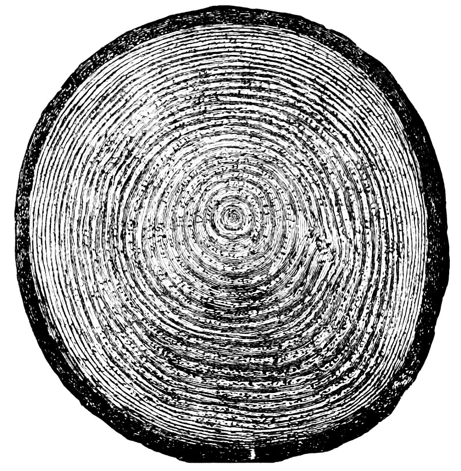 PSM V03 D334 Annual ring growth