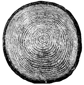 PSM V03 D334 Annual ring growth