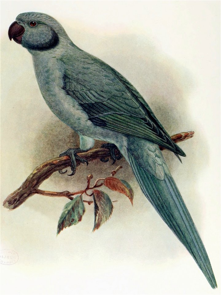 Psittacula exsul 2