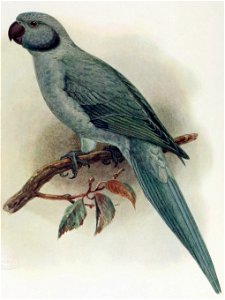 Psittacula exsul 2
