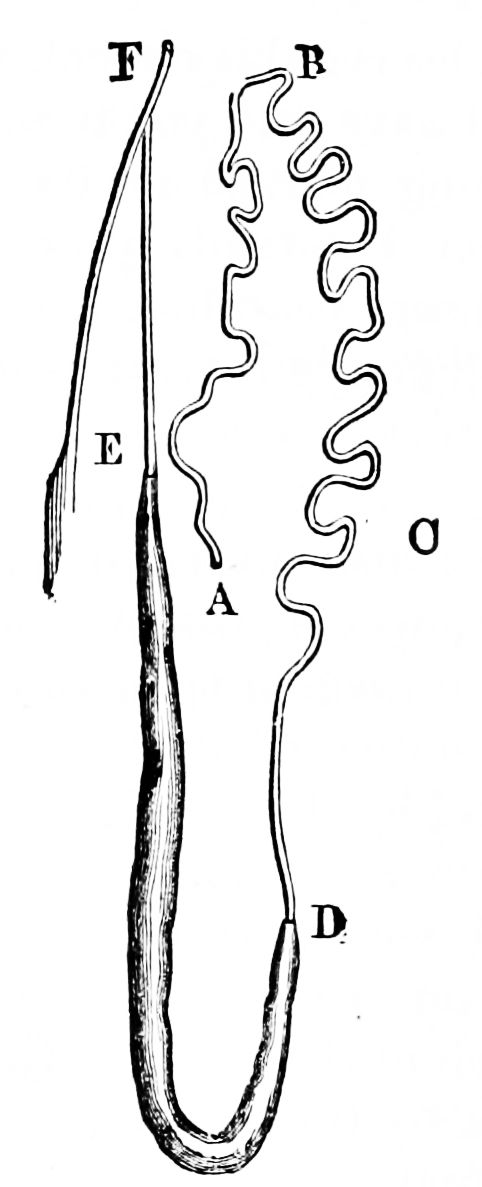 PSM V03 D678 Silk secreting apparatus