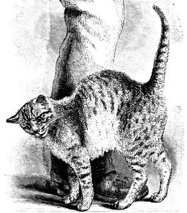 PSM V02 D459 Affectionate cat
