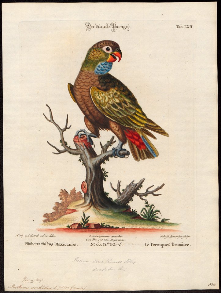 Psittacus sordidus - 1700-1880 - Print - Iconographia Zoologica - Special Collections University of Amsterdam - UBA01 IZ18600087