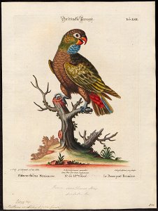 Psittacus sordidus - 1700-1880 - Print - Iconographia Zoologica - Special Collections University of Amsterdam - UBA01 IZ18600087
