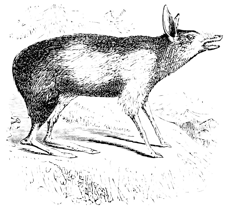 PSM V08 D435 Chaeropus