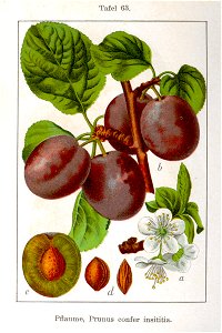 Prunus domestica Sturm08063
