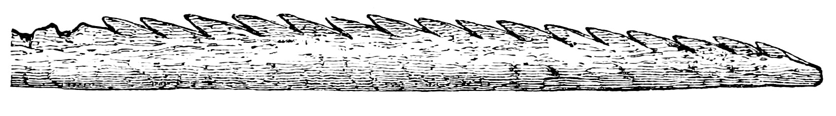PSM V02 D721 Bone harpoon