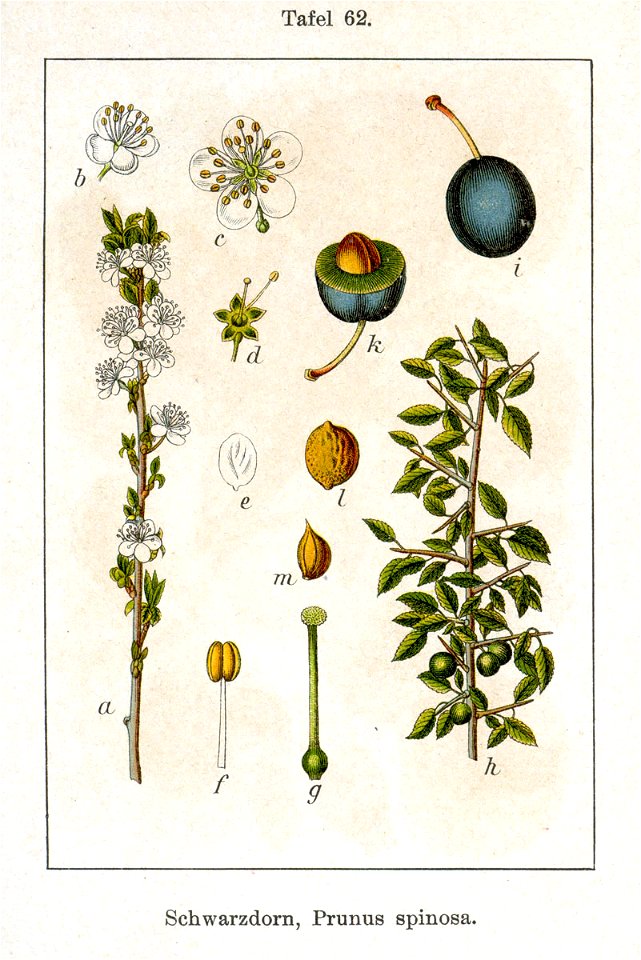 Prunus spinosa Sturm62