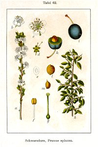 Prunus spinosa Sturm62
