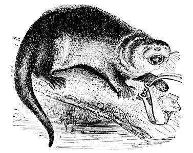 PSM V04 D161 Otter