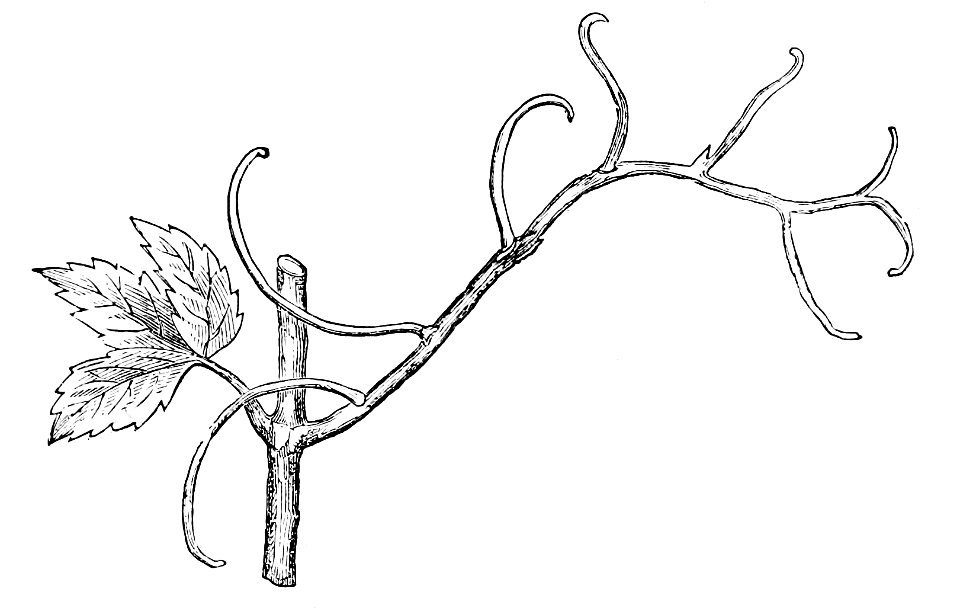 PSM V02 D301 Bignonia