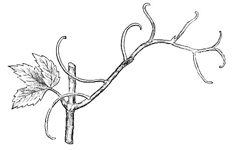 PSM V02 D301 Bignonia