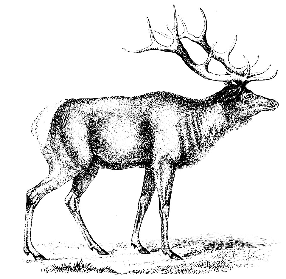 PSM V10 D704 The elk or wapiti