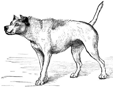 PSM V02 D454 Hostile dog