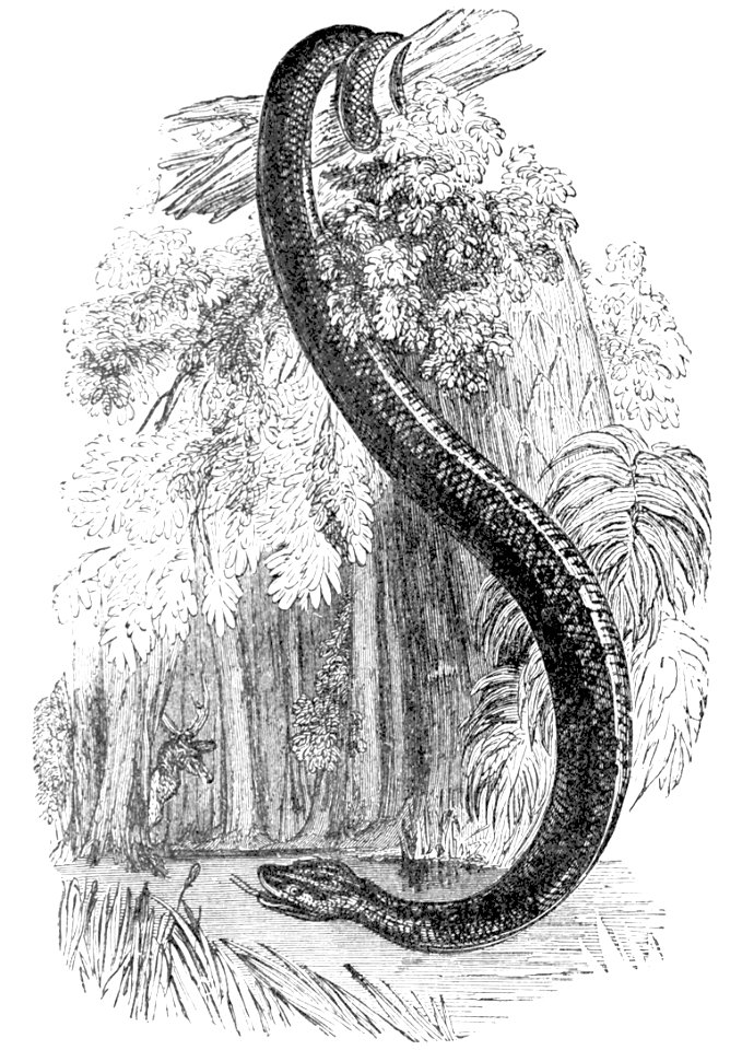 PSM V04 D278 Anaconda