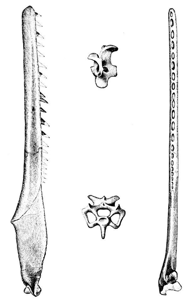 PSM V10 D229 Ichthyornis dispar