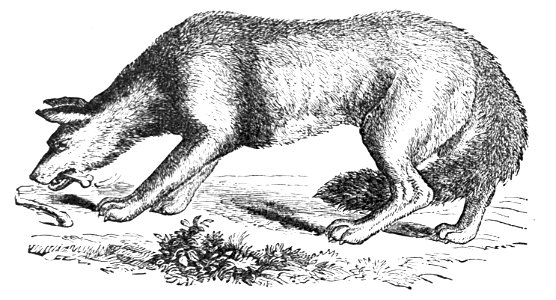 PSM V04 D166 Wolf