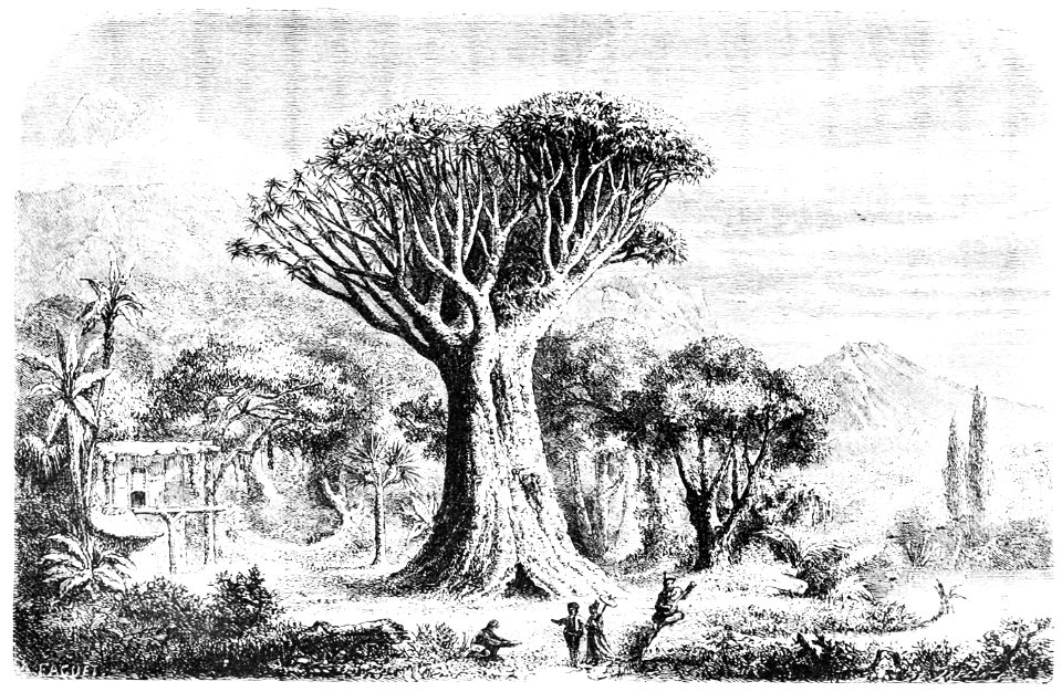PSM V03 D343 Dragon tree of tenerife