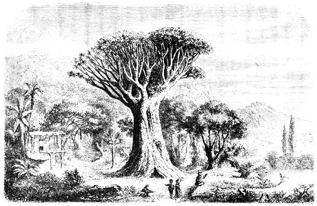 PSM V03 D343 Dragon tree of tenerife
