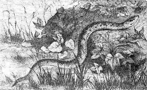 PSM V04 D280 Common adder