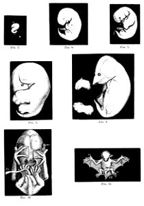 PSM V07 D669 Embryo bats. Free illustration for personal and commercial use.