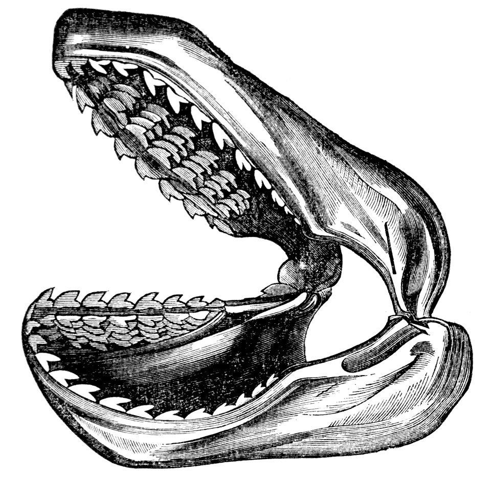 PSM V04 D076 Infant shark jaw