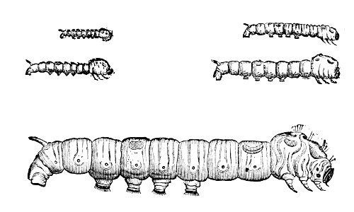 PSM V03 D679 Silk worm 3rd to 5th age
