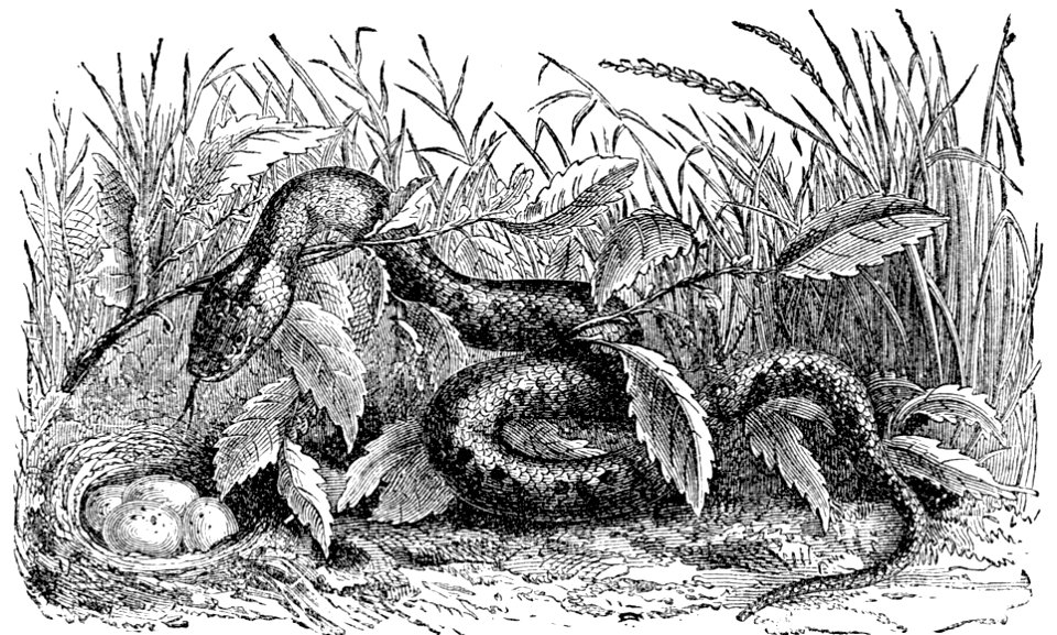 PSM V04 D287 Grass snake