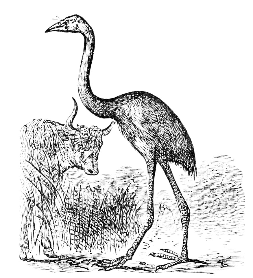 PSM V12 D097 Dinornis gigantea