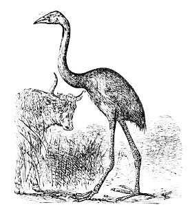 PSM V12 D097 Dinornis gigantea