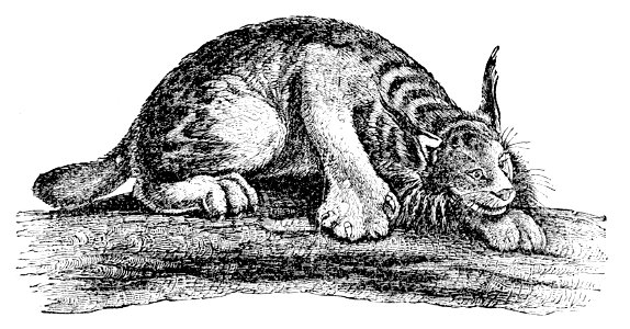 PSM V04 D159 Canada Lynx