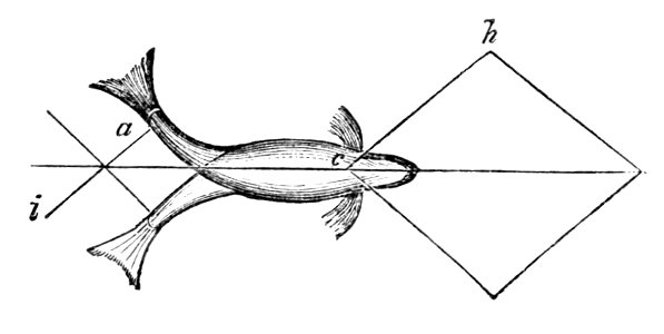 PSM V04 D553 Swimming of the fish. Free illustration for personal and commercial use.